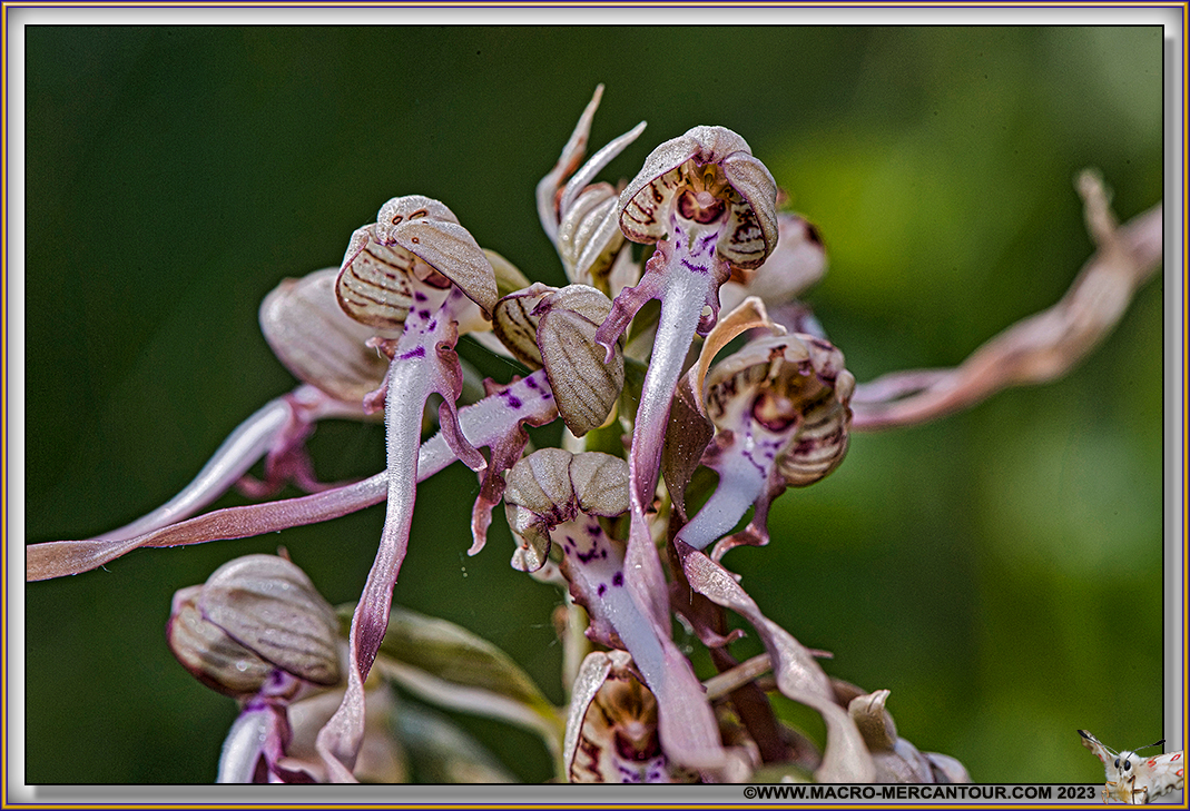 Orchis Bouc